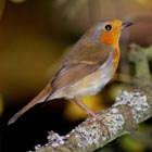 robin